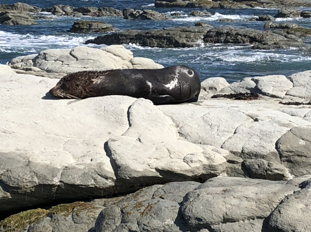 fur seal