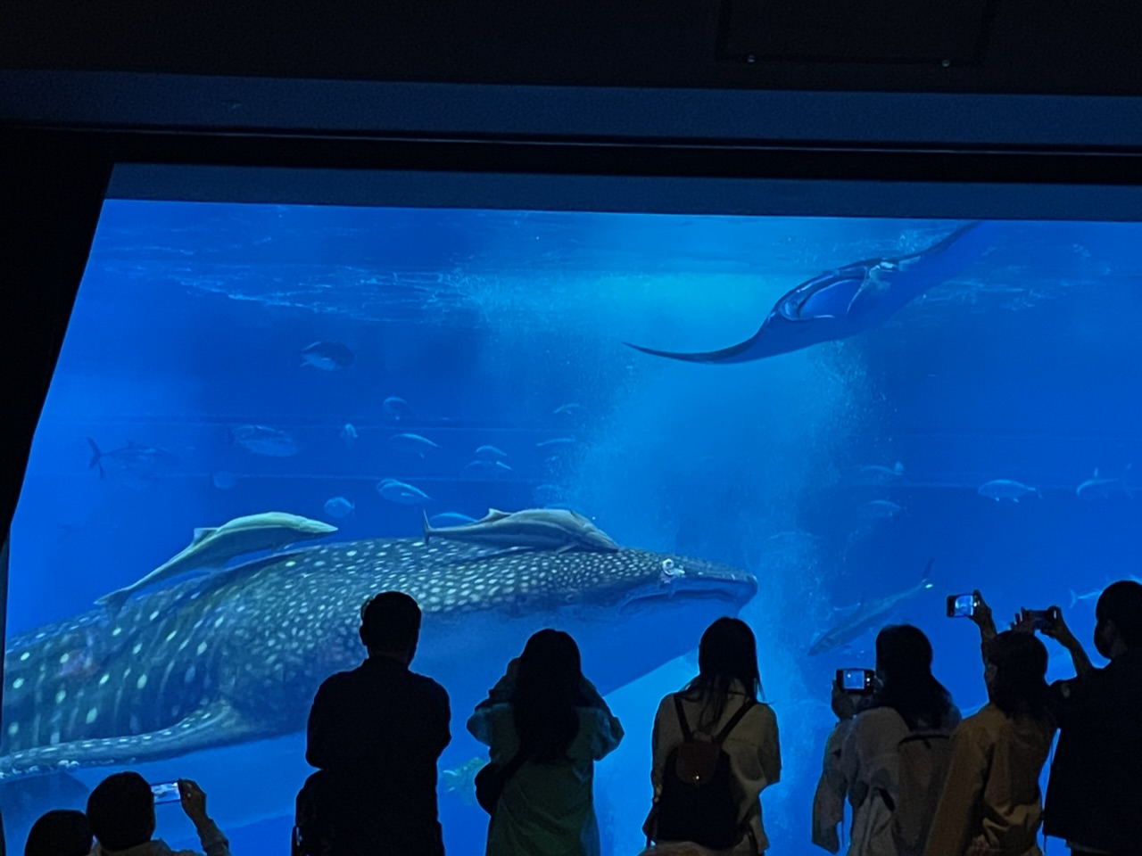 水族館
